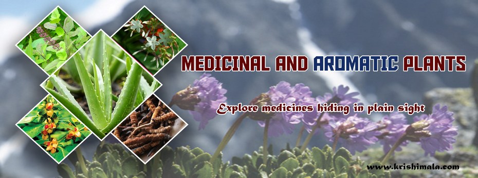 Medicinal_and_Aromatic_Plants_Catalogue_Final_New.jpg