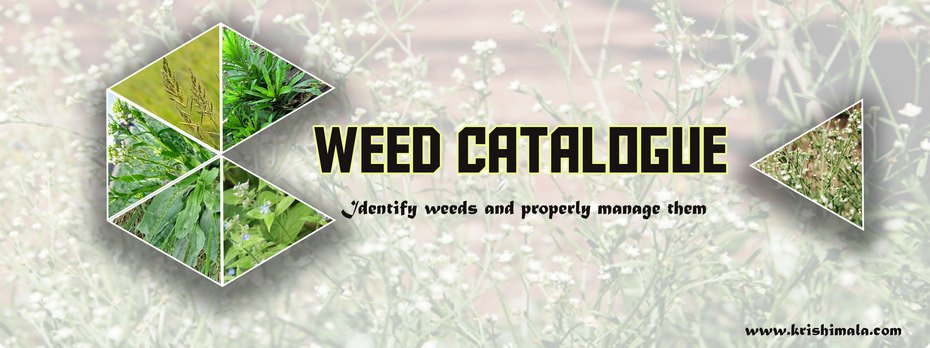 Weed_Catalogue_Final_New.jpg