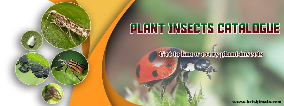 Plant_Insects_Catalogue_Final_New.jpg