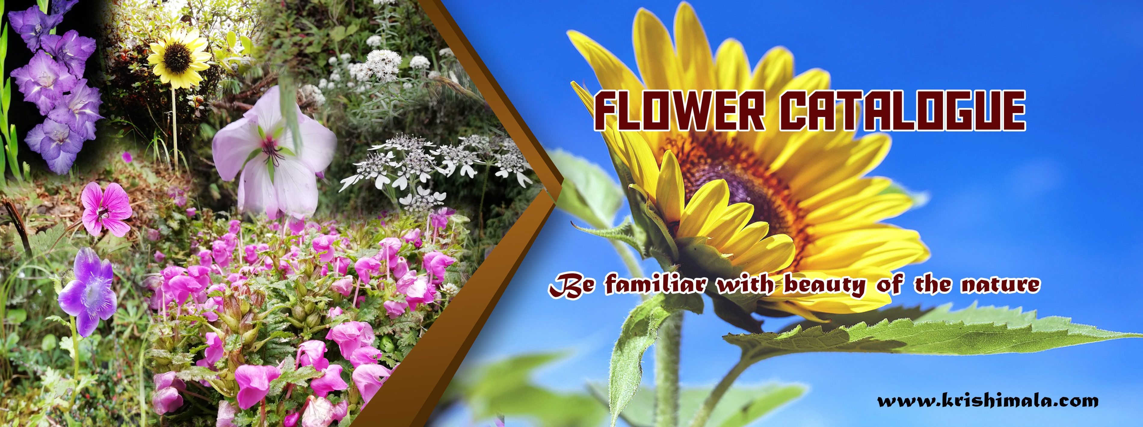 flower catalogue.jpg