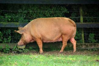 Show Pig - Duroc - Silicone freshie mold